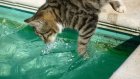 Почему кошки любят разбрызгивать воду