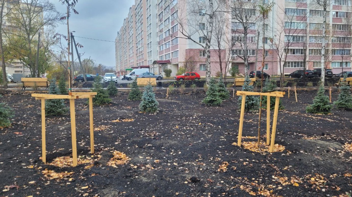 Из сквера на улице Ново-Казанской украли недавно посаженную ель