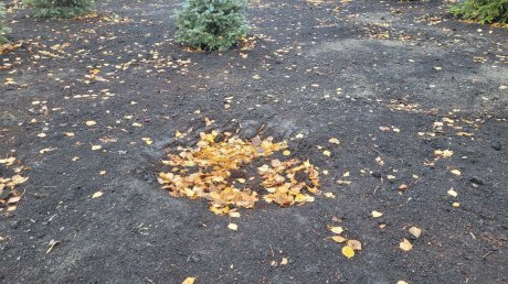 Из сквера на улице Ново-Казанской украли недавно посаженную ель