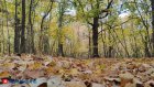 Россиян предупредили об опасности популярного осенью вида фотосессий