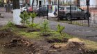 На улице Леонова в Пензе высадили сосновую аллею