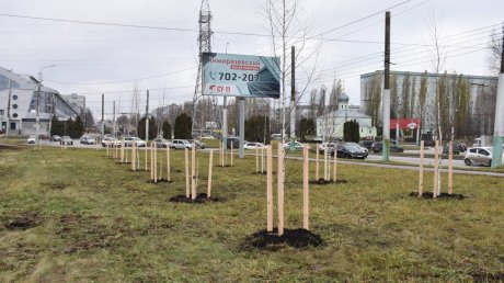 В Арбекове за осень высадили более 160 деревьев