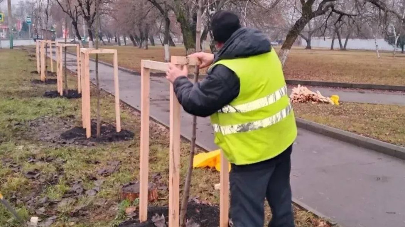 В Пензе подвязывают молодые деревья, чтобы спасти от снегопадов