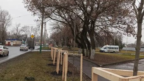 В Пензе подвязывают молодые деревья, чтобы спасти от снегопадов