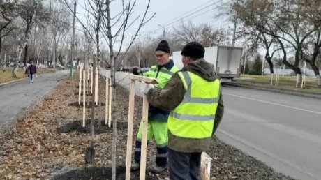 В Пензе подвязывают молодые деревья, чтобы спасти от снегопадов
