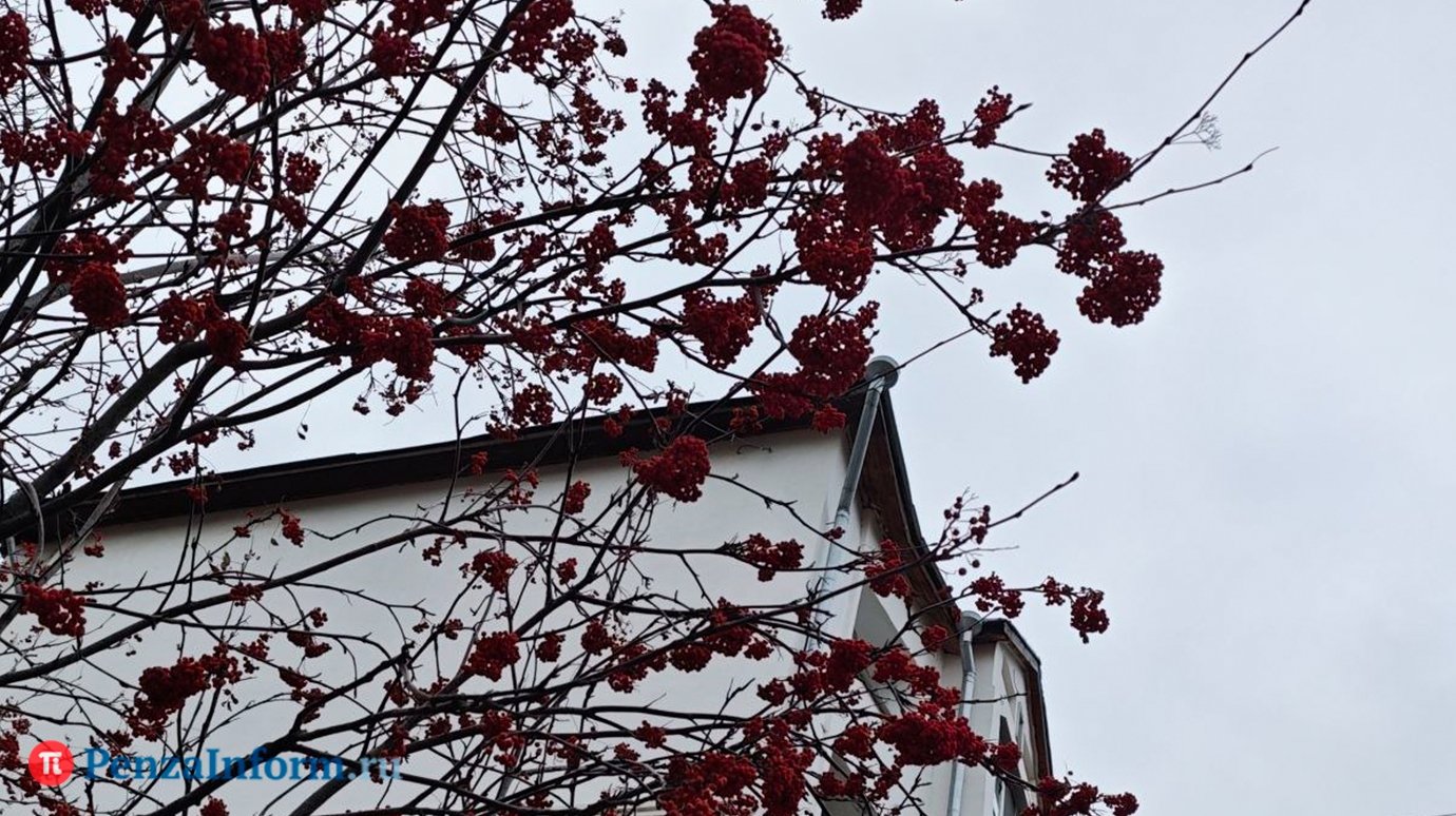 22 ноября воздух в Пензенской области прогреется до +11 градусов