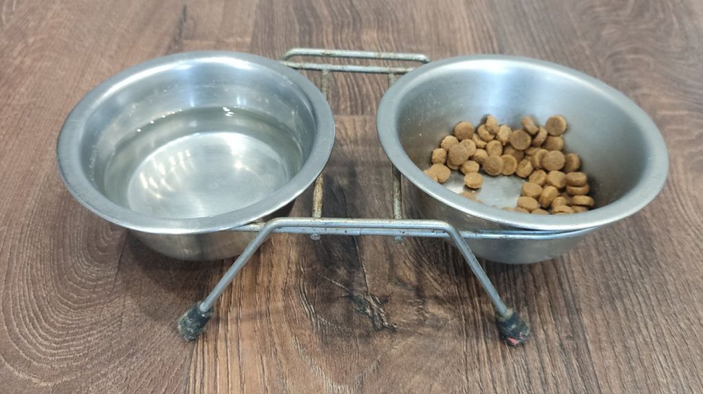 Стало известно, что нельзя давать кошке зимой