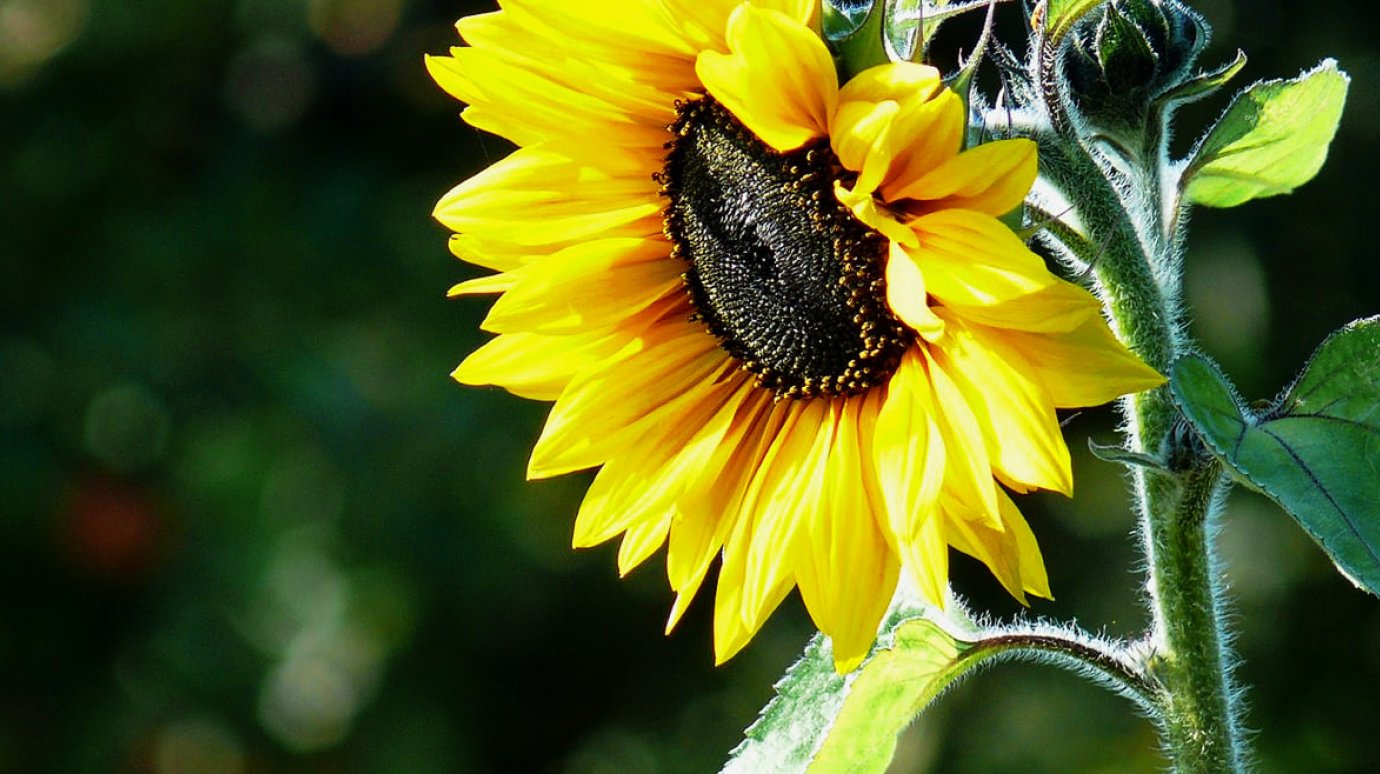 Дело в семечках. Россельхознадзор рассказал, как выбирать растительное масло