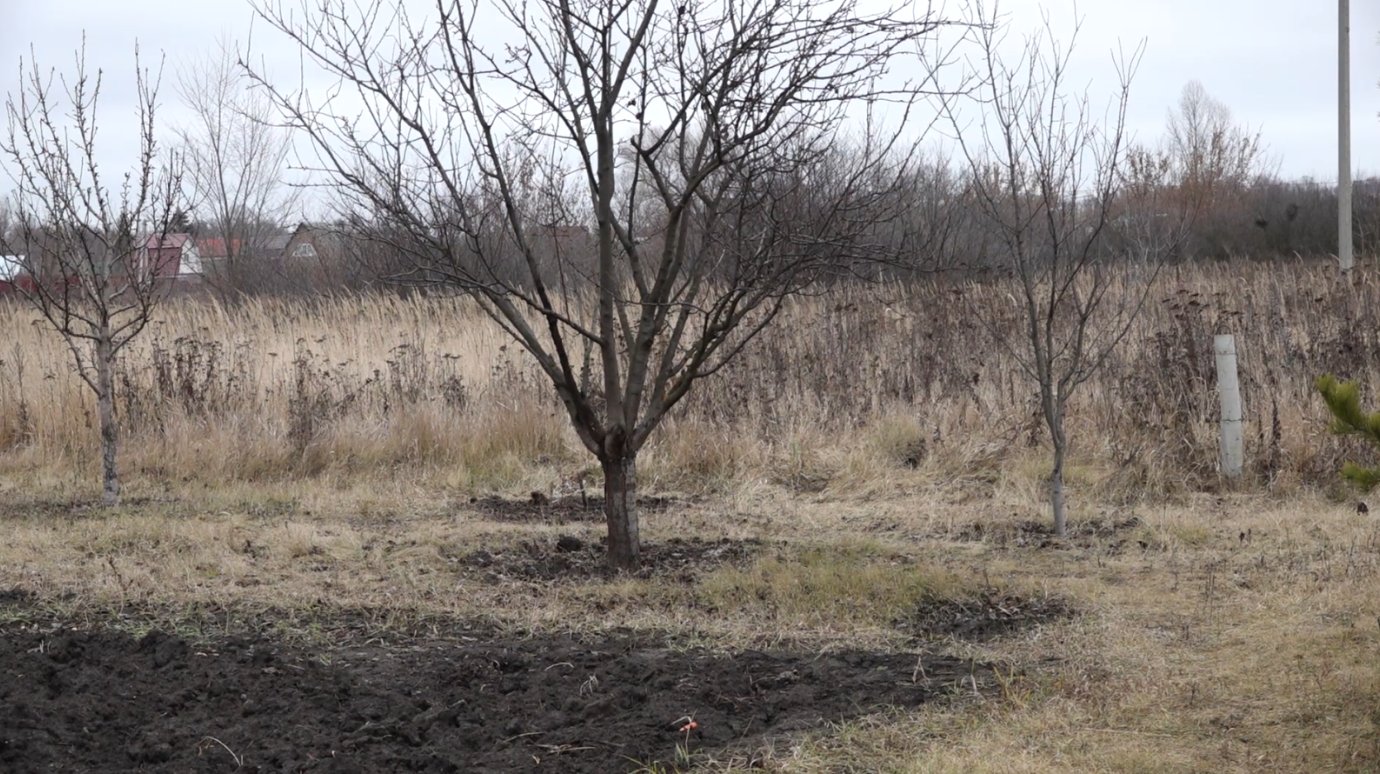 Пензенцу грозит до 10 лет тюрьмы за сорванное рядом с городом растение
