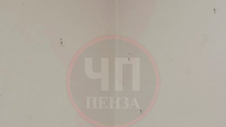 В Пензе детскую поликлинику на ул. Депутатской заполонили комары