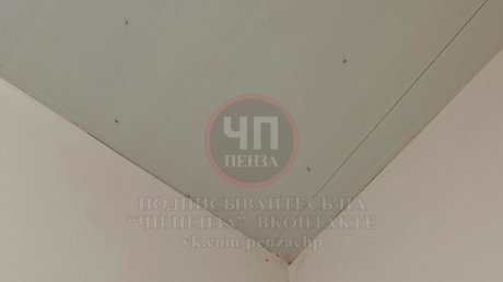 В Пензе детскую поликлинику на ул. Депутатской заполонили комары