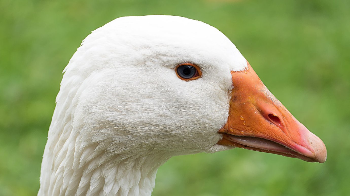 Свирепые гуси напали на пожилую женщину и сломали ей тазовые кости