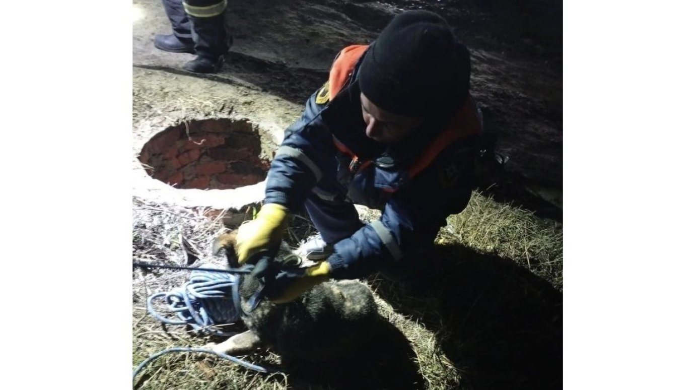 В Чаадаевке спасатели вытащили собаку из колодца