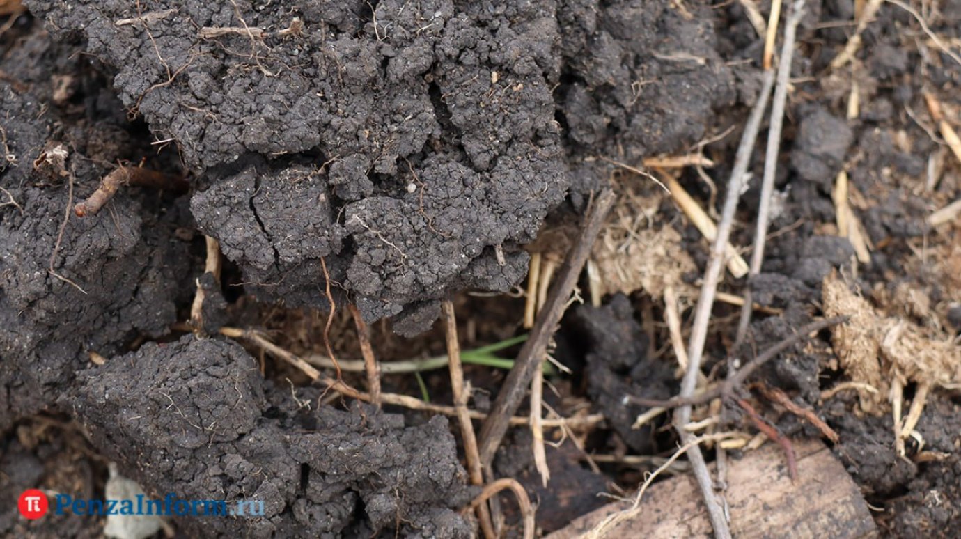 В Пензенской области снова заморозили плату за аренду земли