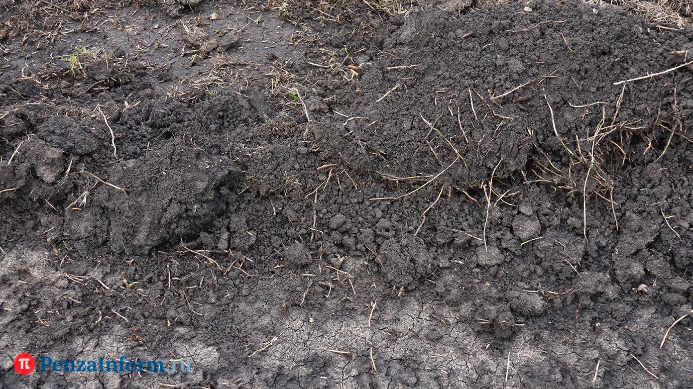 В Пензе бойцам СВО передали в собственность около 70 участков