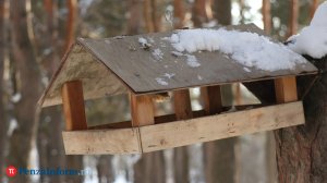 Зеленушка, зеленушка, приглашаю на кормушку!