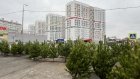 В Пензе открылись первые елочные базары