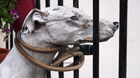 10 декабря вспомним о правах человека и животных