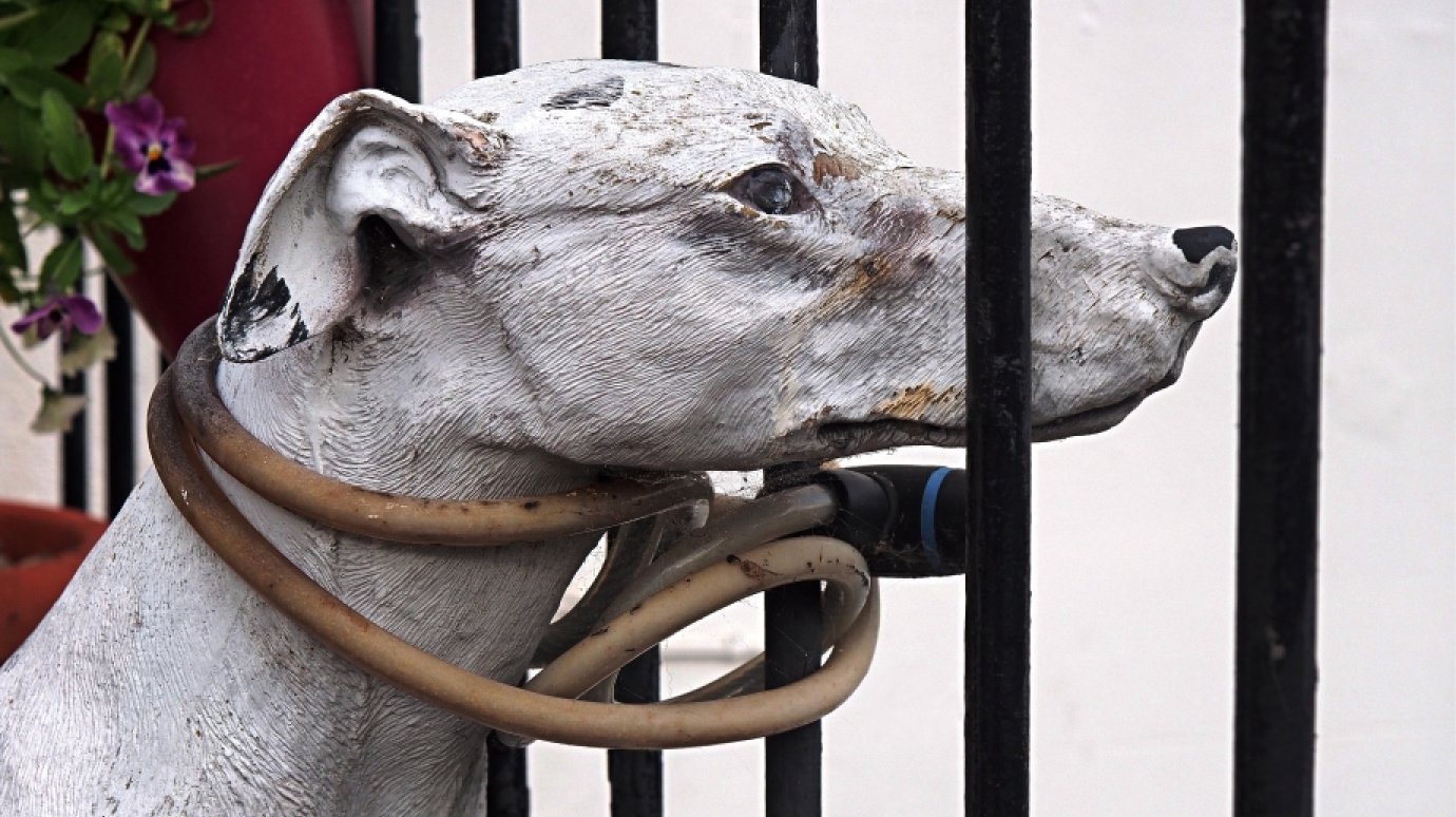 10 декабря вспомним о правах человека и животных