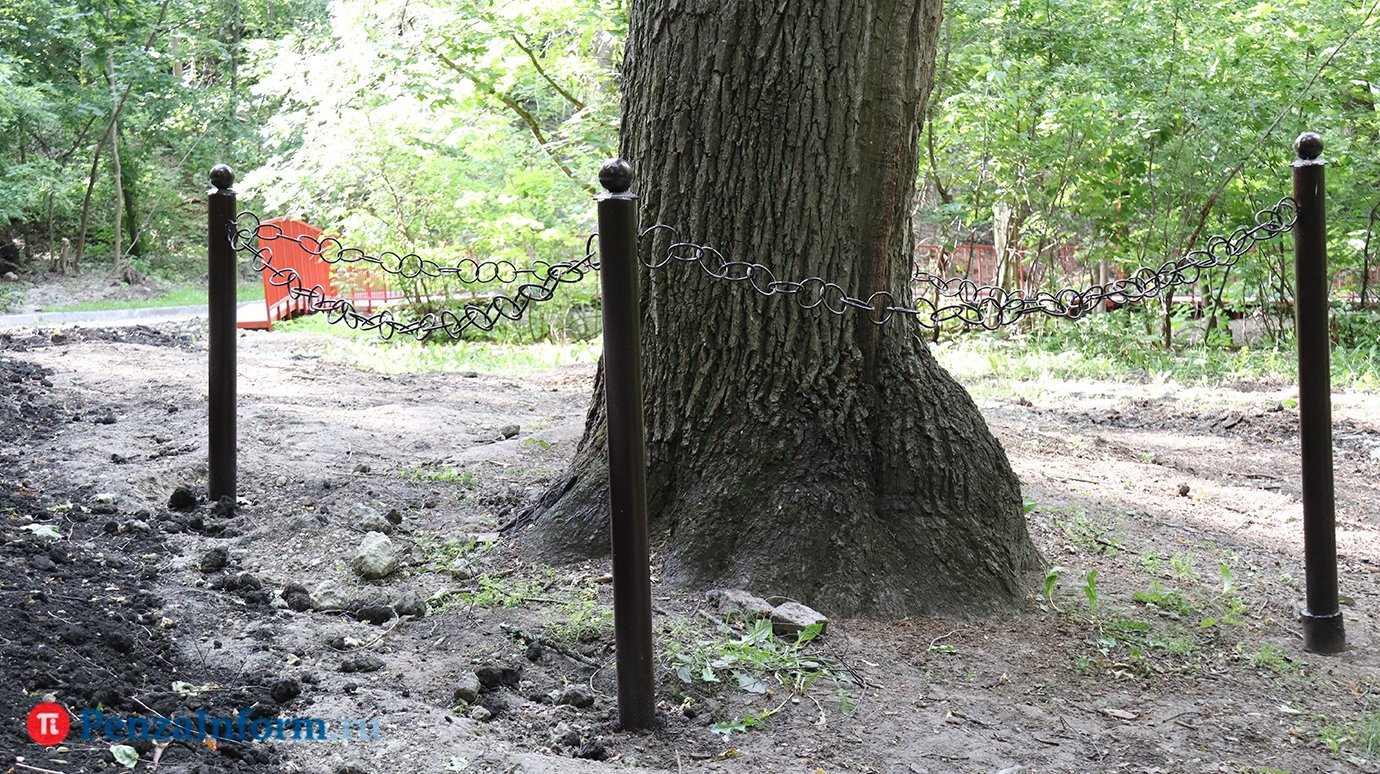 У 300-летнего дуба на Тропе здоровья установят табличку