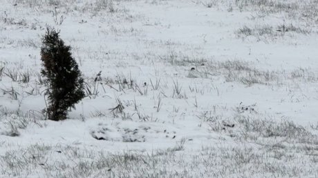 Около «Глобуса» неизвестные выкопали несколько саженцев туи