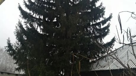 На главной площади Кузнецка установили елку