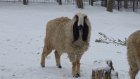 В Пензенском зоопарке поселился баран Ждан