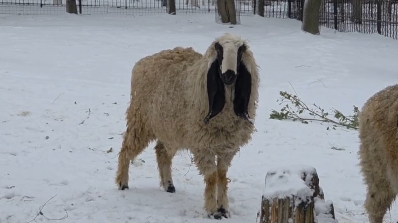 В Пензенском зоопарке поселился баран Ждан