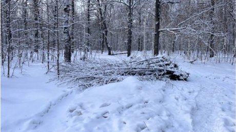 В питомнике в Кузнецком лесничестве выкопали 173 липы