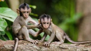Стоит ли заводить обезьянку дома