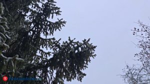 На Земле прогнозируется слабая магнитная буря