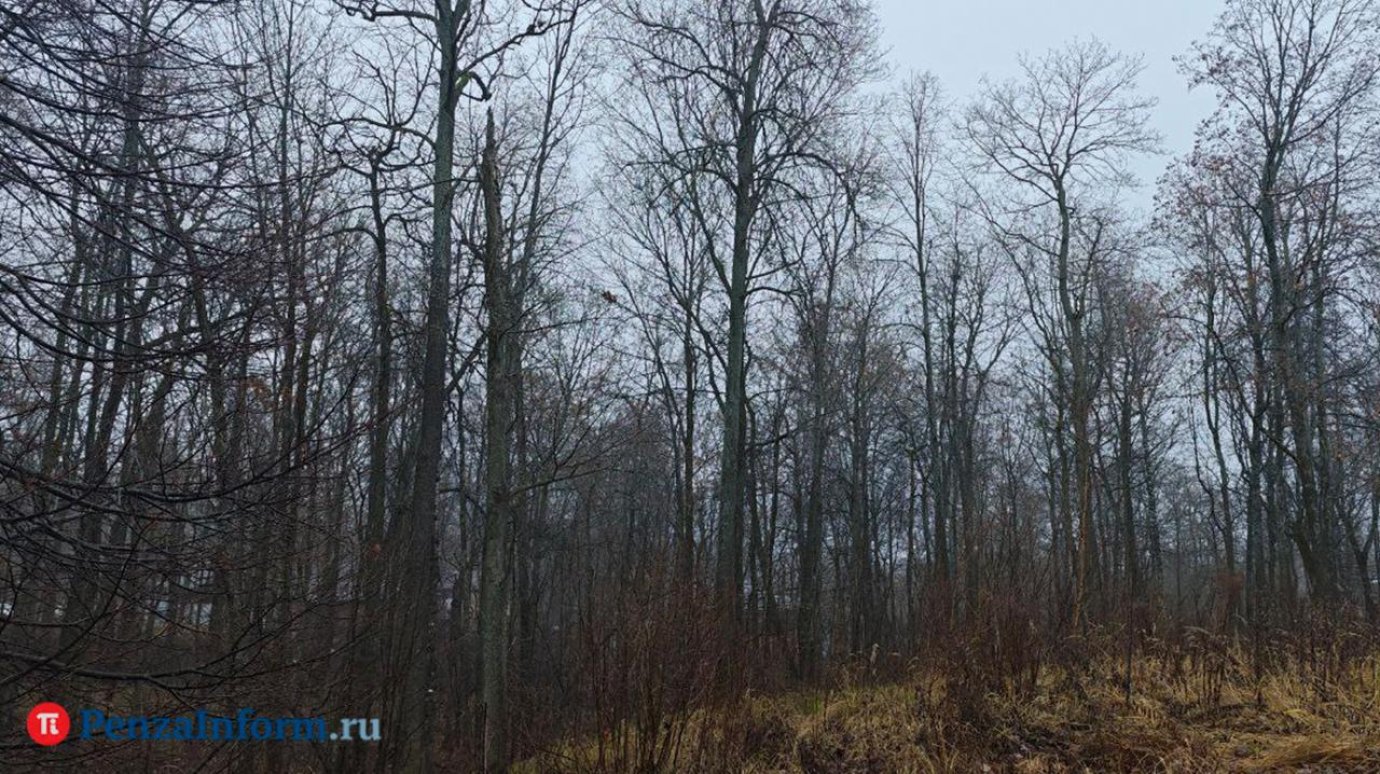 В Городищенском районе незаконно продали 32 га земли с лесом и прудом