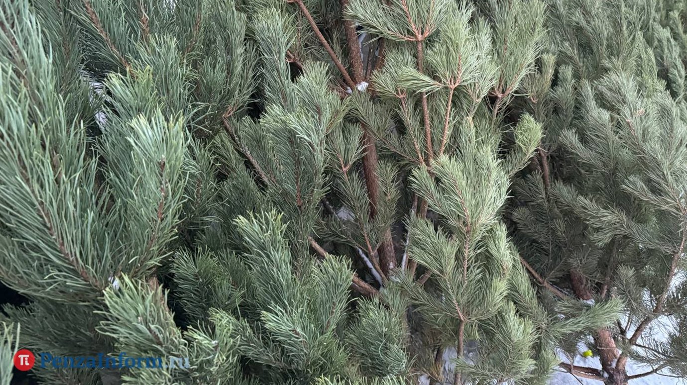 Елочка, живи! Как продлить жизнь елке