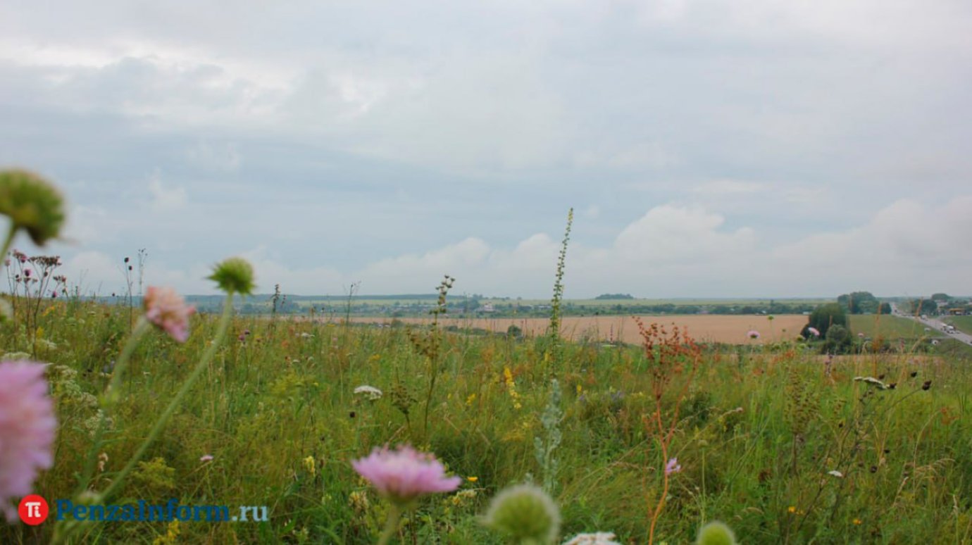 Двое пензенцев вырастили для себя 3 кг конопли