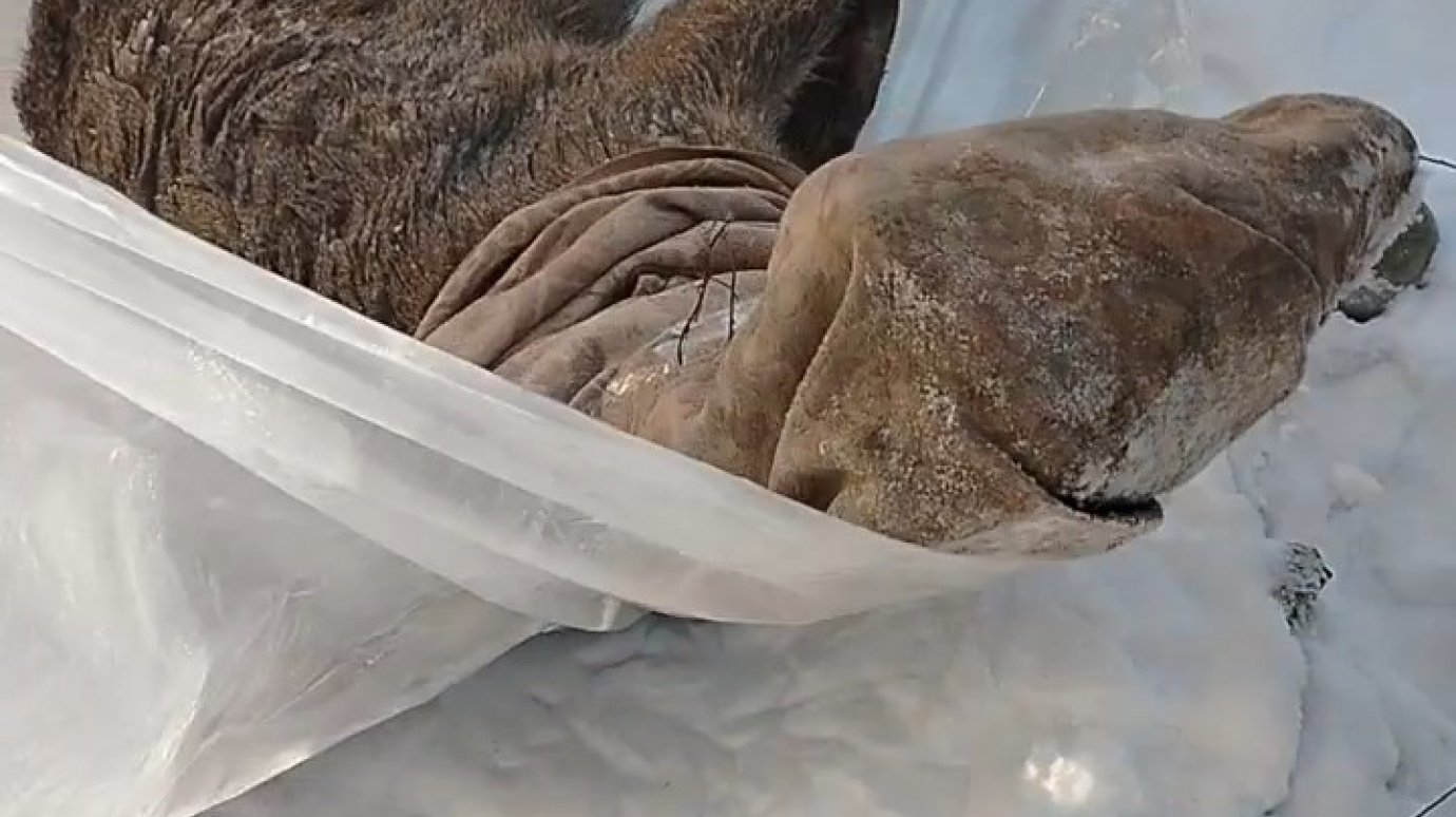 В Веселовке заметили и спасли пятнистого оленя