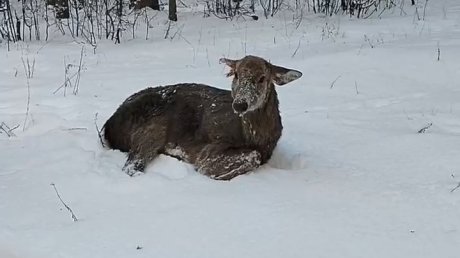 В Веселовке заметили и спасли пятнистого оленя