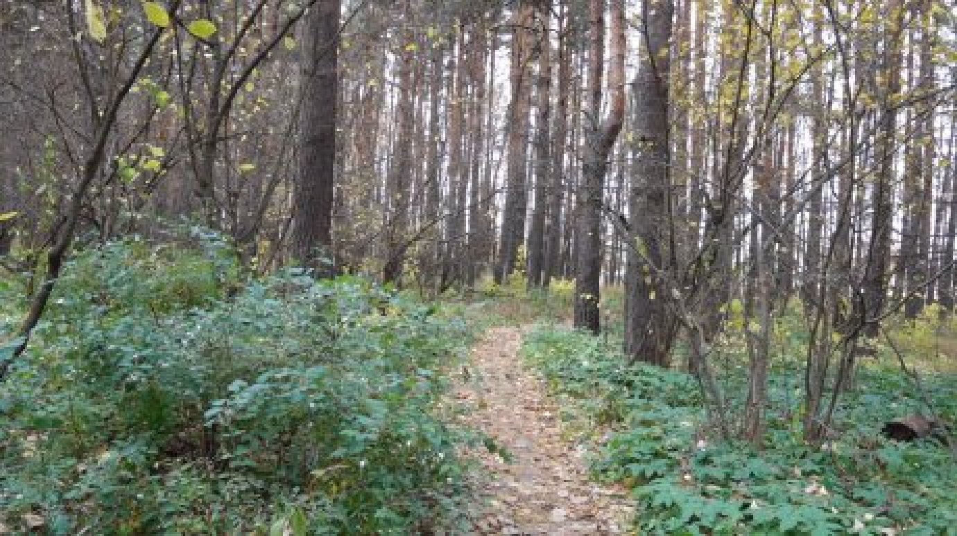 Вымогатели, заманившие жертву в лес в Богословке, предстанут перед судом