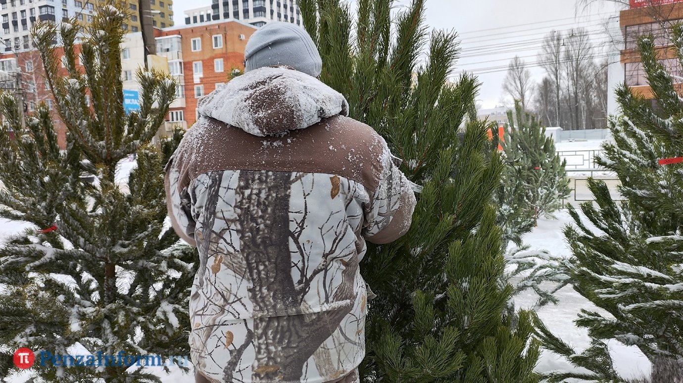 Россиян научили правильно устанавливать живую ель