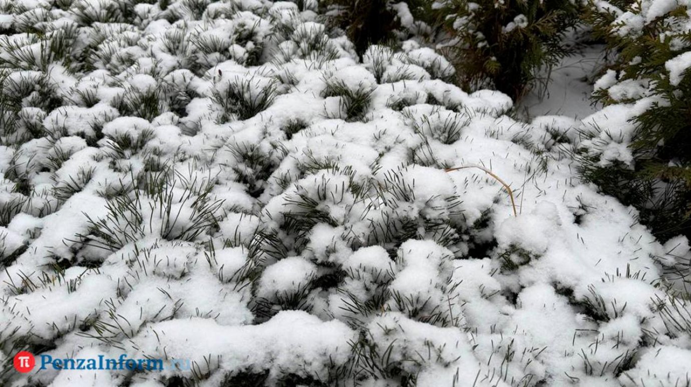 29 декабря в Пензенской области снова выпадет снег