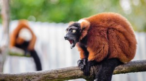 30 декабря - День Республики Мадагаскар