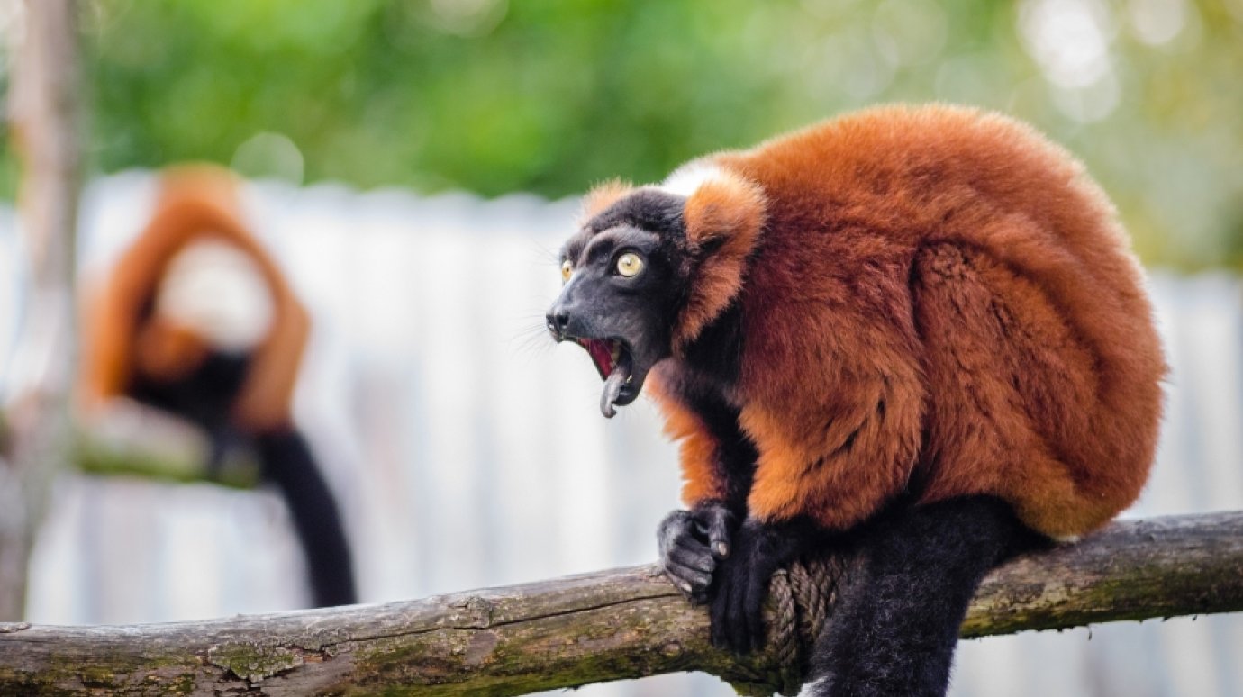 30 декабря - День Республики Мадагаскар