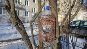 Автоматическая кормушка: птицам - еда каждый день, вам - экономия сил