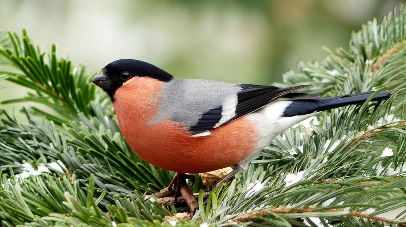 Снегирь - символ зимы