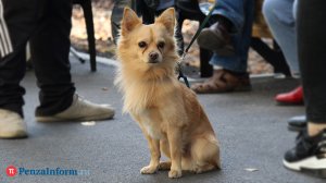 Названы самые популярные породы собак в России в 2025 году