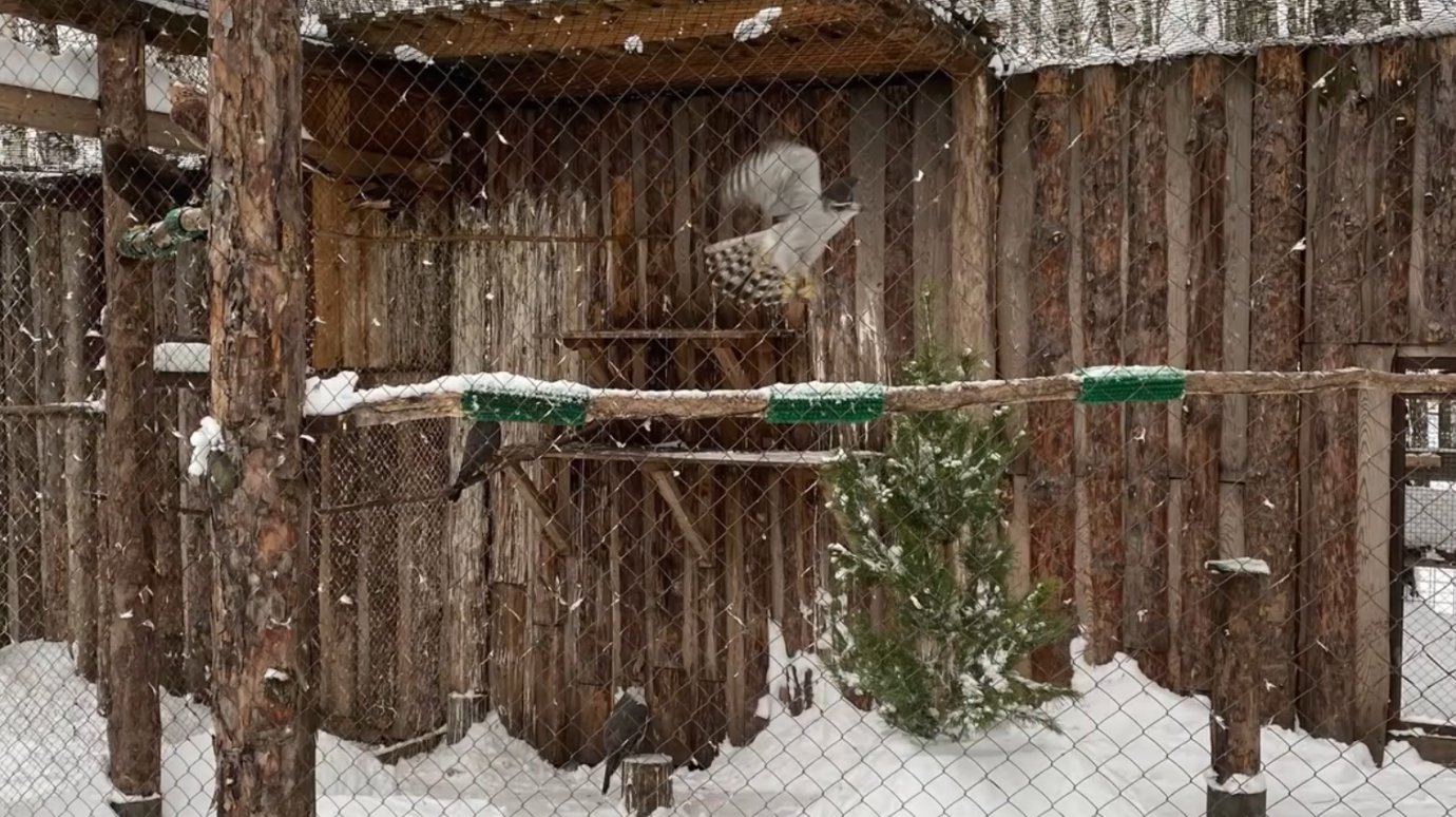 В Пензе стартовала ежегодная акция «Спаси елку»