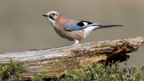 «Амарант»: орнитологи изучили территорию рядом с парк-кварталом