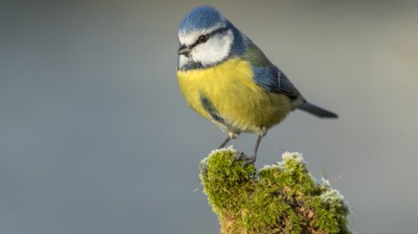 «Амарант»: орнитологи изучили территорию рядом с парк-кварталом