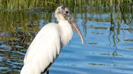 «Амарант»: орнитологи изучили территорию рядом с парк-кварталом