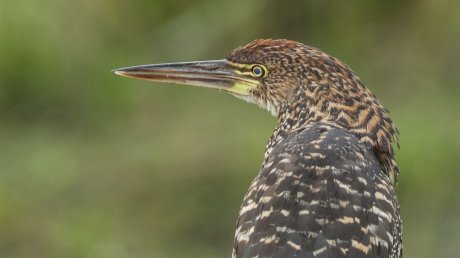 «Амарант»: орнитологи изучили территорию рядом с парк-кварталом