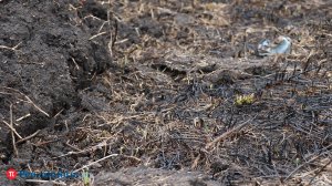 Жителя Шемышейского района заставили отдать государству 27 га